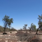 Bosque Tamarugal